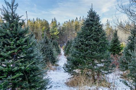 Snowy Christmas Tree Farm stock photo. Image of cold - 197815634