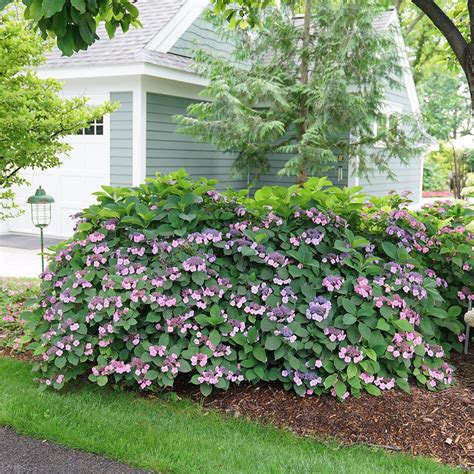 Tuff Stuff™ Mountain Hydrangea Hydrangea Serrata Hydrangea Big Leaf