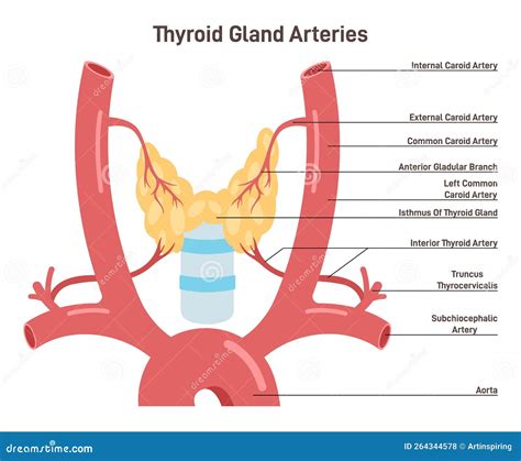 Thyroid Gland Arteries Endocrine System Organ Blood Supply Stock