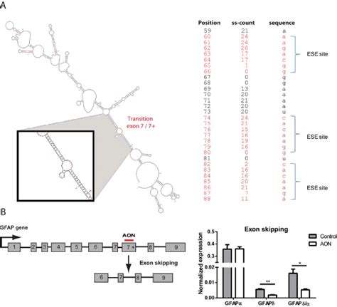 Masking Of SR Protein Binding Sites Results In Skipping Of The