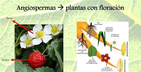 Ejemplos De Plantas Angiospermas Ayuda Porfa Brainly Lat