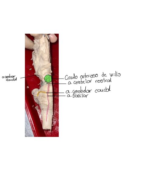 SOLUTION Imagenes Anatomia Veterinaria Studypool