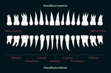 ¿Conoces los tipos, función y diferentes partes de los dientes?