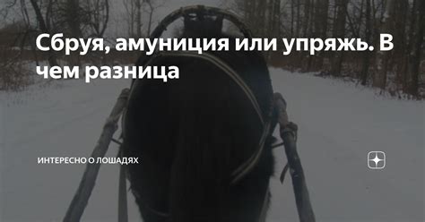 Сбруя, амуниция или упряжь. В чем разница | Интересно о лошадях | Дзен