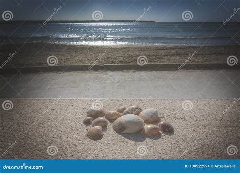 Collection Of Seashells On Concrete Wall Stock Photo Image Of Life