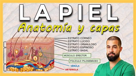 Anatom A De La Piel Capas De La Piel Epidermis Dermis Hipodermis