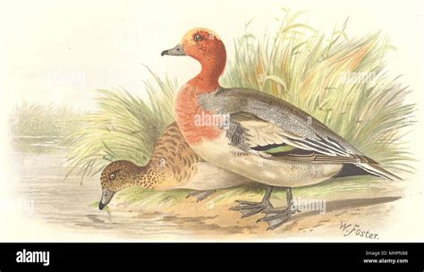 Extinct Species Pink Head Duck