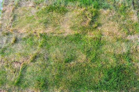 Textura De Césped Moribundo Con Hierba Verde Saludable Y Hierba Seca