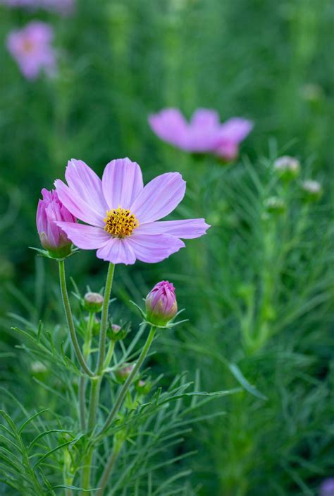 Pink Cosmos Flowers in the Garden 22921926 Stock Photo at Vecteezy