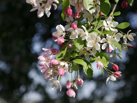 The National Trust Launches Its Blossom Watch To Emulate Japans Hanami