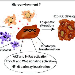 Oncogenic Driver Genes And Tumor Microenvironment Determine The Type Of