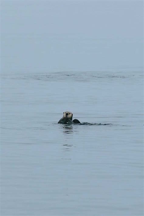 Telegraph Cove Whale Watching - Prince of Whales Tours - xoxoBella