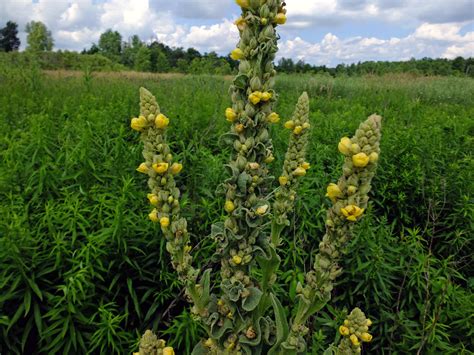 Verbascum Thapsus Scrophulariaceae Image At Phytoimages Siu Edu