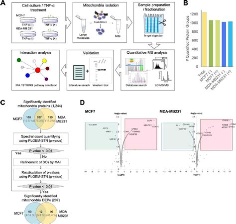 Figure 1 From Combined Proteomics And Metabolomics Study Reveals The