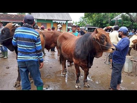 Juta Nego Pegon Hitam Harga Murah Musim Hujan Pasar Tuban Youtube