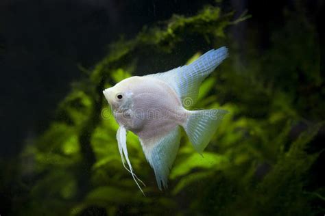 White Angel Fish In Green Aquarium Stock Image - Image of amazon ...