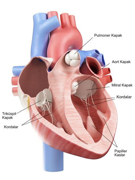 Kalp Kapak Ameliyatları Prof Dr Hakan Gerçekoğlu