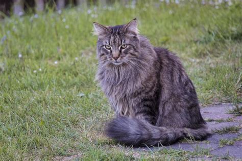 Norwegian Forest Cat Ragdoll Mix