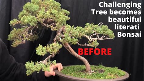 Difficult Challenging Bonsai Becomes Beautiful Literati Bunjin Style