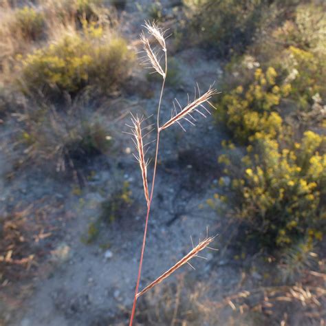 Bouteloua Eriopoda