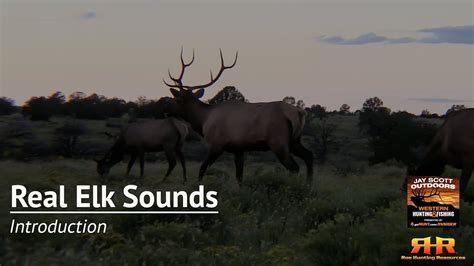 Introduction - Real Elk Sounds - Elk Hunting Institute by Roe Hunting ...