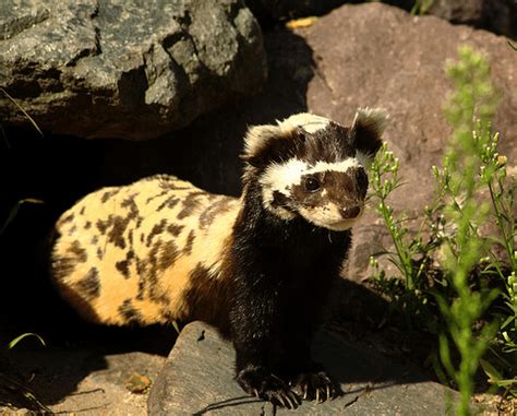 7 Remarkable Polecat Facts From Exclusive To Extraordinary Odd Facts