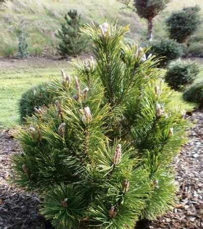 PINE MUGO 3 GAL