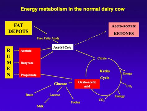 Bovine Metabolic Disease: Ketosis and Hepatic Lipidosis Flashcards ...