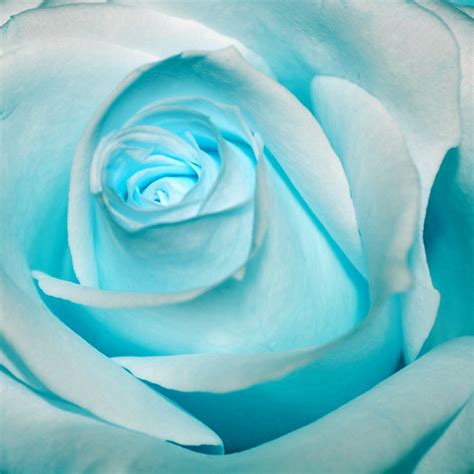 Ice Blue Rose Ice Blue Rose Please See My Com Shop Here W Flickr