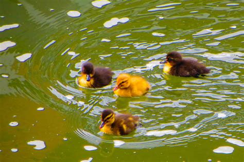 25,600+ Duckling Swimming Stock Photos, Pictures & Royalty-Free Images - iStock