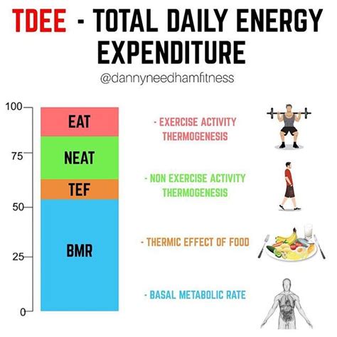 Total Daily Energy Expenditure 🔥 Okay To Put It Simply This Is The