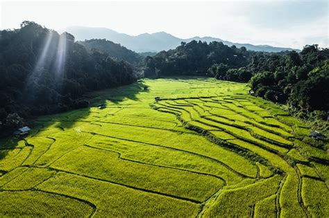 Premium Photo | Rice field ,aerial view of rice fields