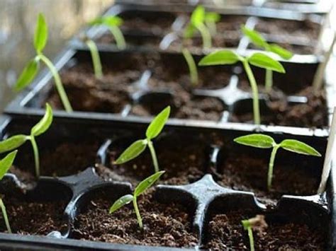 Когда сажать перец на рассаду по лунному календарю в 2019 году