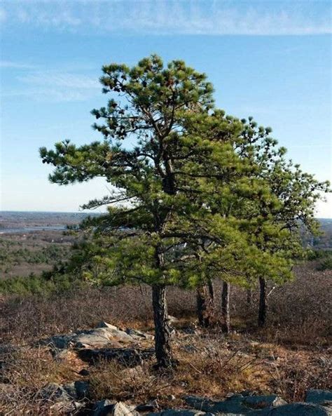 Pitch Pine Tree 3 4 Fast Growing Evergreens Fast Growing Trees