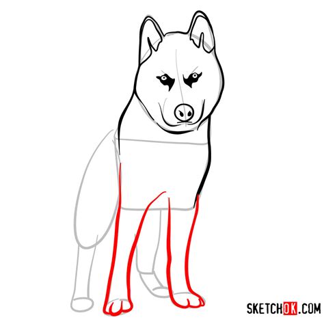 how to draw husky dog