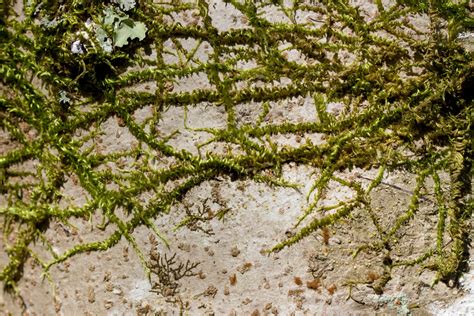 Nuttall S Homalothecium Moss Bryophyta Mosses Of Vancouver Island