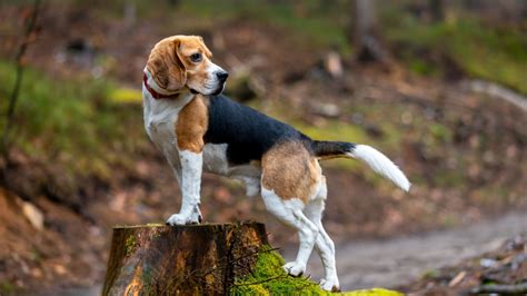 Beagle prix caractère alimentation santé