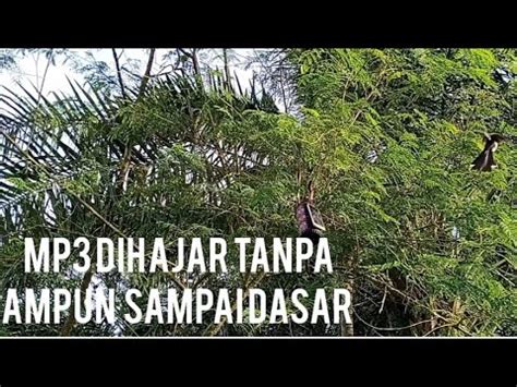 Suara Pikat Burung Kejepit Tes Suara Tanpa Menggunkan Pulut Jebakan