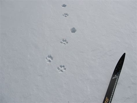 Pedaling PEI: Coyote tracks