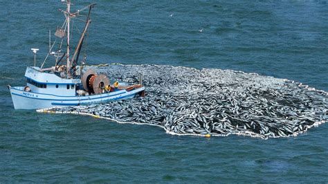 Wow Net Fishing Too Many Fish Fishermen Seine Nets Catch Hundreds