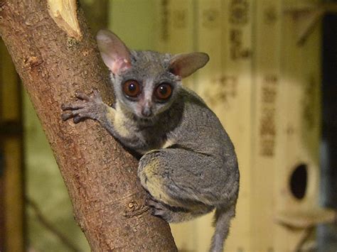 Galago Senegalensis Northern Lesser Bushbaby In Yekaterinburg Zoo