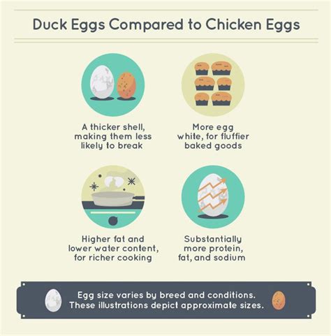 Raising Chickens and Ducks Infographic – Ateriet