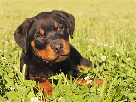 White Rottweiler Pups