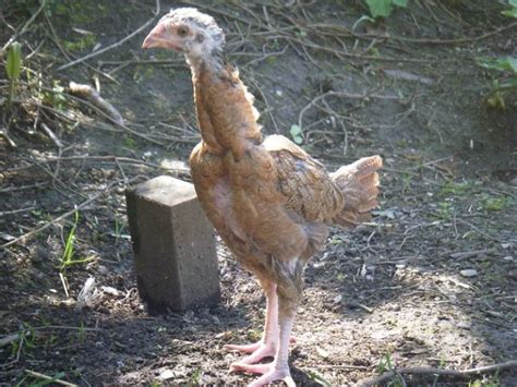 Asil Chicken Breed Complete Guide Eco Peanut