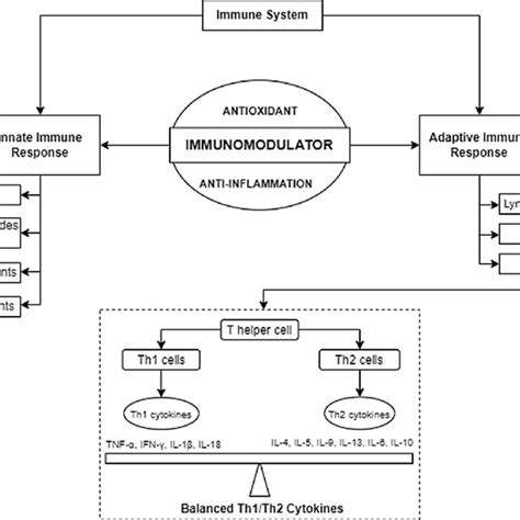 Carrot S Immunomodulatory Effect Future Research And Development