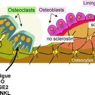 Major role of osteocytes in bone remodeling. When a microcrack occurs ...