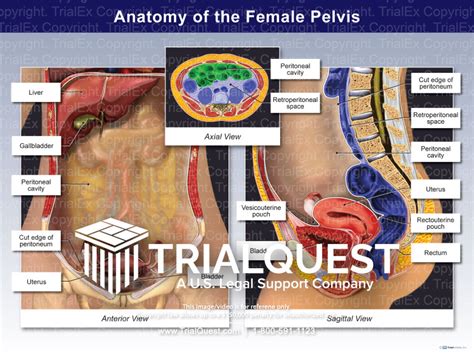 Abdominal Anatomy Female Abdominal Anatomy Pictures Female The