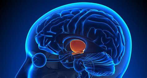 Describe the Location of the Pituitary Gland