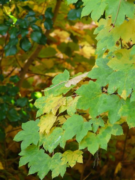 Free Images Nature Branch Sunlight Leaf Summer Green Produce