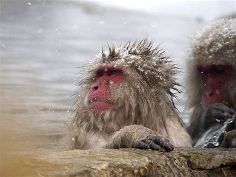 Snow Monkeys Gathering In Hot Spring Onsen To Keep Warm While Snow Fall In Winter Japan Stock